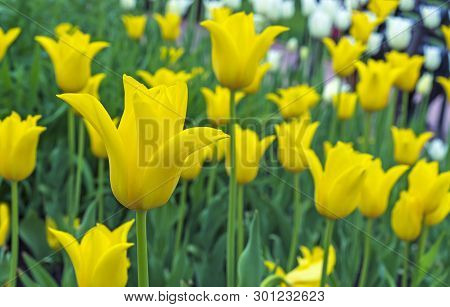 Yellow Tulips In The Form Of Lilies. Gesner's Tulip From The Lily Family.