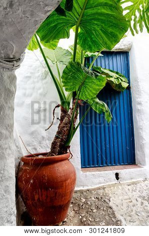 Potted Alocasia Plant (also Called An Elephant Ear Or African Mask) In Front Of A Blue Spanish Door 