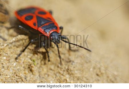 Firebug