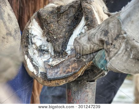 Horse Hoof Cleaning. Blacksmith Using Rasp, Hoof Knife And Hoof Cut Nippers.