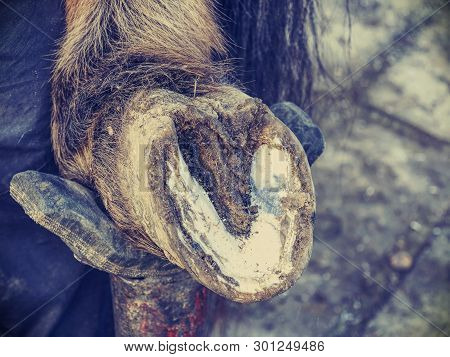 Necessary Hoof Care Of Horse Before Being Mounted Horseshoe. Cut Of Worn Keratin.