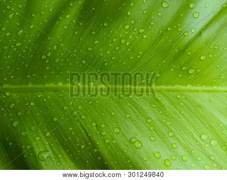 Green Leaf Of Asplenium Nidus With Drops Of Water Close Up.