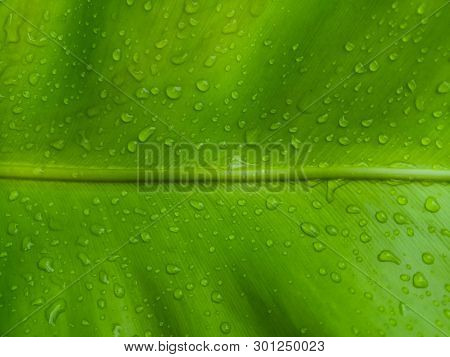 Green Leaf Of Asplenium Nidus With Drops Of Water Close Up.