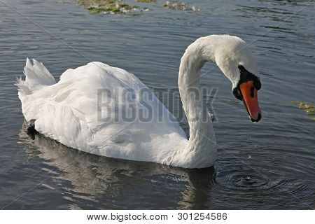 One White Swan Swimm In Lake Water