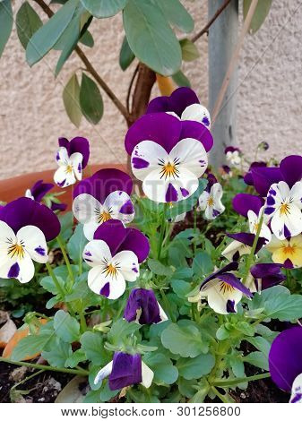 Pritty Spring Blooming Violets In A Pot