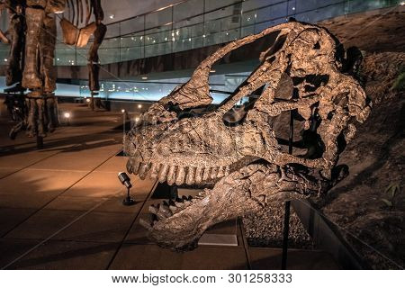 Fukui, Japan - February 22 2016, Fossil Of Brachiosaurus Skull, A Large Sauropod Dinosaur That Lived