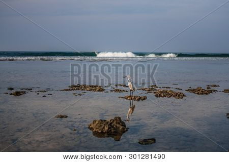 Little Egret Stands On A Coral Reef In In Hikkaduwa, Sri Lanka