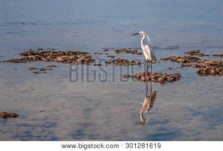 Little Egret Stands On A Coral Reef In In Hikkaduwa, Sri Lanka