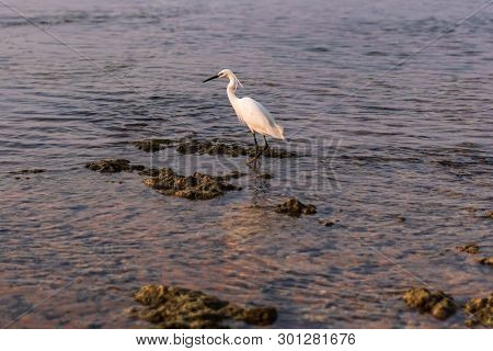 Little Egret Stands On A Coral Reef In In Hikkaduwa, Sri Lanka