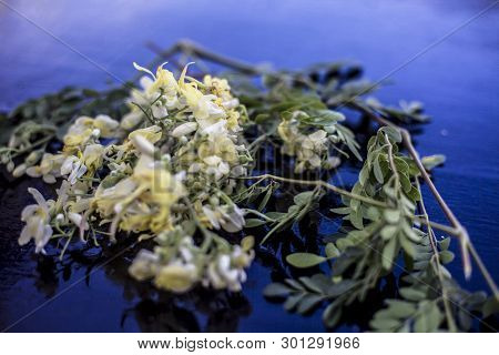 Ayurvedic Herb Drumstick Flowers Along With Some Leaves On Wooden Surface.