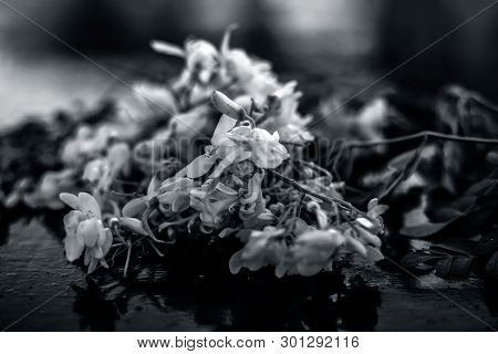 Ayurvedic Herb Drumstick Flowers Along With Some Leaves On Wooden Surface.