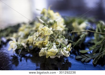 Ayurvedic Herb Drumstick Flowers Along With Some Leaves On Wooden Surface.