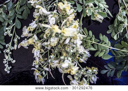 Ayurvedic Herb Drumstick Flowers Along With Some Leaves On Wooden Surface.