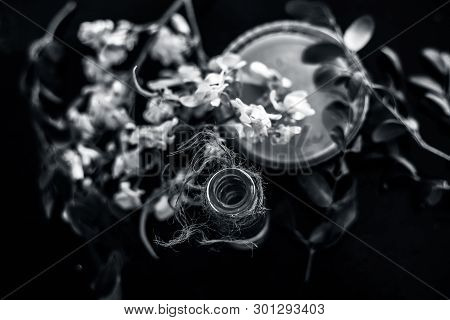 Bunch Of Flowers Of Drumstick On Wooden Surface Along With Its Extracted Essential Concentration Or 