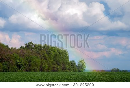 Rainbow In The Sky Above The Grove And The Wheat Field With Young Crops. Selective Focus.