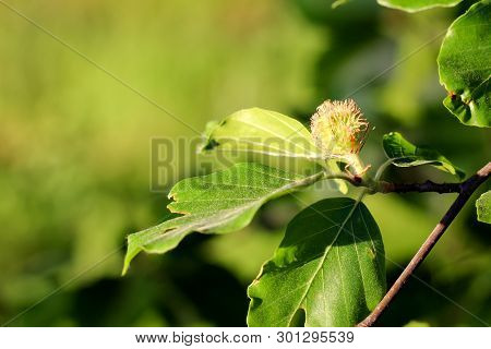 Leaves Of A Beech With A Buchecker, The Fruit Of It, On It