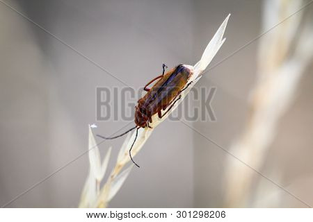 A Bug Or Beetle On A Plant