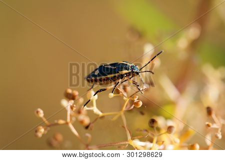 A Bug Or Beetle On A Plant