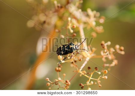 A Bug Or Beetle On A Plant