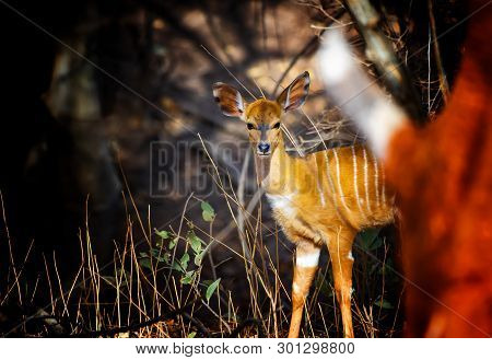 Close Up Photo Of Giant Eland Baby, Also Known As The Lord Derby Eland In The Bandia Reserve, Senega