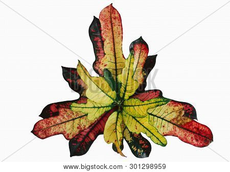 Codiaeum Variegatum Garden Croton Or Variegated Croton Foliage With Flowers. Multicolored Variegated