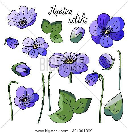 Set Of Isolated Elements Of Spring Flowers Hepatica Nobilis On White Background