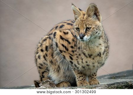 Portrait Steppe Cats (leptailurus Serval). Wild Cats.