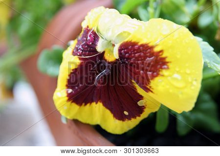 Viola Tricolor Flower. Home Grown Viola Tricolor. Flowers After Rain. Raindrops On A Flowers.