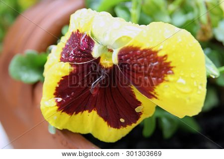 Viola Tricolor Flower. Home Grown Viola Tricolor. Flowers After Rain. Raindrops On A Flowers.