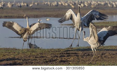 Dancing Cranes. Common Crane In Birds Natural Habitats. Bird Watching In Hula Valley In Northern Isr