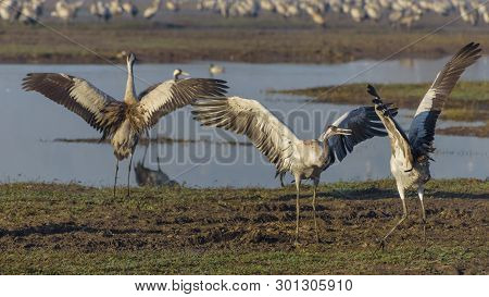 Dancing Cranes. Common Crane In Birds Natural Habitats. Bird Watching In Hula Valley In Northern Isr
