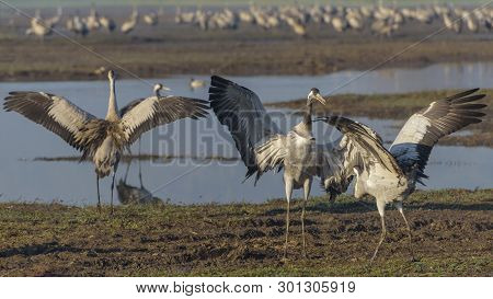Dancing Cranes. Common Crane In Birds Natural Habitats. Bird Watching In Hula Valley