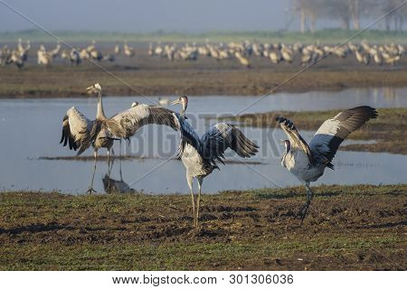 Dancing Cranes. Common Crane In Birds Natural Habitats. Bird Watching In Hula Valley, In Nature Rese