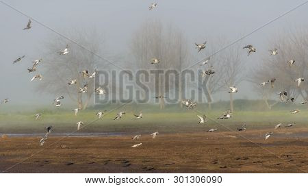 Flock Of Flying Pigeons. Bird Watching In Nature Reserve, Hula Valley In Israel. Nature Landscape