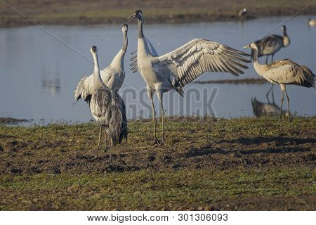 Dancing Cranes. Common Cranes In A Natural Bird Habitat. Birdwatching In The Hula Valley. Nature Lan