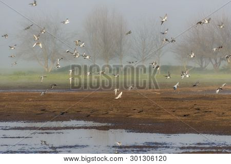 Flock Of Flying Pigeons In Hula Valley In Israel. Bird Watching In Nature Reserve. Nature Landscape
