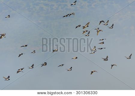 Bird Watching In Birds Natural Habitats, Hula Valley In Israel. Flocks Of Migrating Birds In Sky. Na