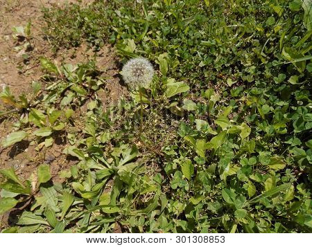 Single Dandelion In A Grass Field Alone