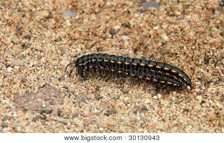 Acoplamiento Prospirobolus