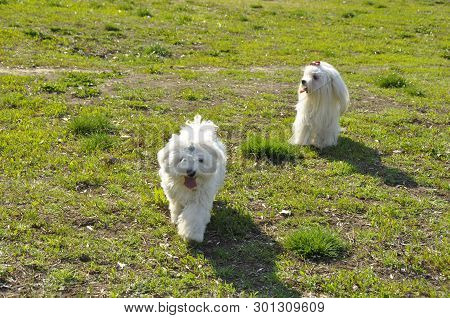 Small Dog Maltezer, In The Autumn Forest