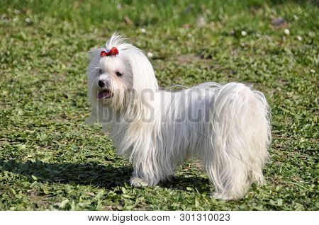 Small Dog Maltezer, In The Autumn Forest