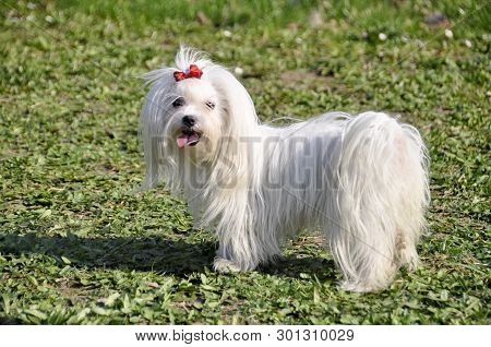 Small Dog Maltezer, In The Autumn Forest