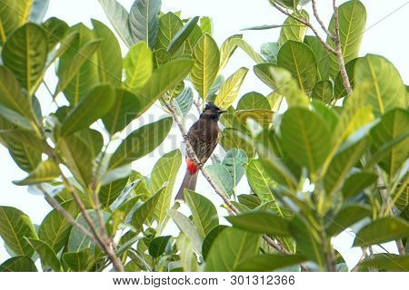 A Red-vented Bulbul Bird Sitting On The Jack-fruit Tree And Protect Her Nest.