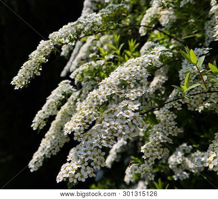 White Small Flowers Of Thunberg Spirea (spiraea Thunbergii) Bush In Blossom
