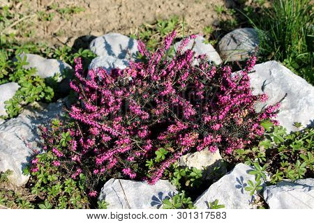 Common Heather Or Calluna Vulgaris Or Ling Or Heather Low Growing Perennial Shrub Flowering Plant Wi
