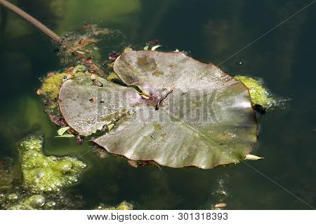 Large Water Lily Or Nymphaea Aquatic Rhizomatous Perennial Herb Plant Leaf Surrounded With Moss And 