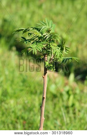 Staghorn Sumac Or Rhus Typhina Small Dioecious Deciduous Tree With Light Green Leaves Planted In Loc