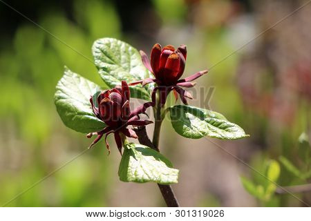 Sweetshrub Or Calycanthus Deciduous Shrub Flowering Plant With Two Dark Red Open Flowers Surrounded 
