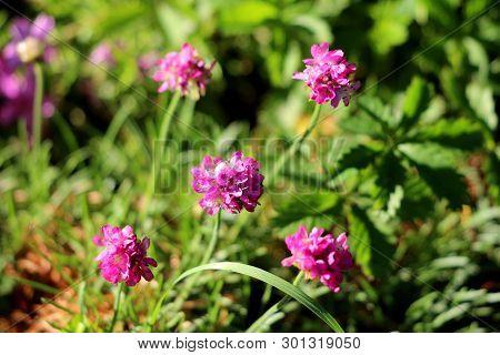 Thrift Or Armeria Maritima Or Sea Thrift Or Sea Pink Compact Perennial Flowering Plant With Small Pi