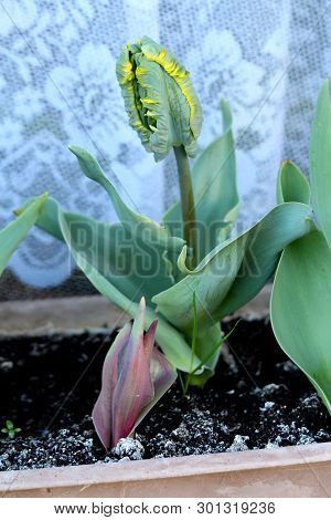 Young Jagged Tulip Plant With Dark To Light Green Fully Closed Tepals With Yellow Edges Surrounded W